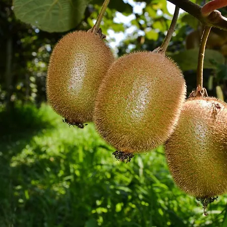 Ca' La Pergola Agroturismo *