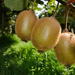 Ca' La Pergola Gospodarstwo agroturystyczne *